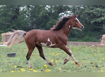 Koń czystej krwi arabskiej, Ogier, 3 lat, 154 cm, Sabino