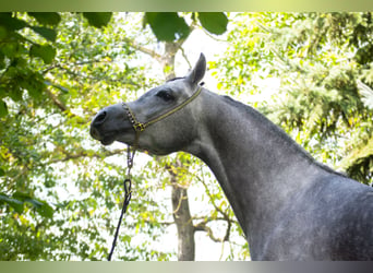 Koń czystej krwi arabskiej, Ogier, 6 lat, 154 cm, Siwa