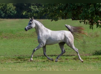 Koń czystej krwi arabskiej, Ogier, 7 lat, 156 cm, Siwa