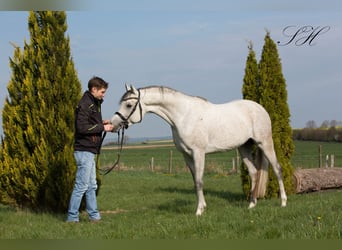 Koń czystej krwi arabskiej, Ogier, 7 lat, 156 cm, Siwa