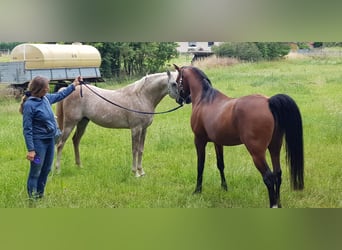 Koń czystej krwi arabskiej, Ogier, 10 lat, 153 cm, Siwa