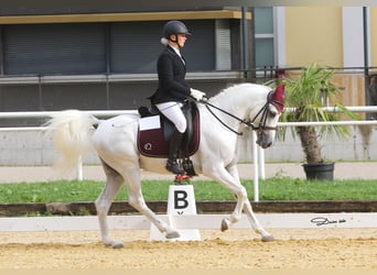 Koń czystej krwi arabskiej, Ogier, 13 lat, 149 cm, Siwa