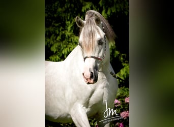 Koń czystej krwi arabskiej, Ogier, 19 lat, 153 cm, Siwa