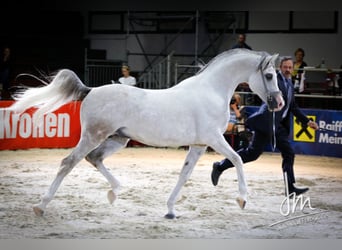 Koń czystej krwi arabskiej, Ogier, 19 lat, 153 cm, Siwa