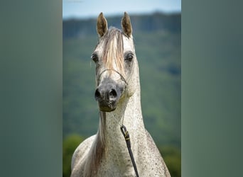 Koń czystej krwi arabskiej, Ogier, 23 lat, 149 cm, Siwa