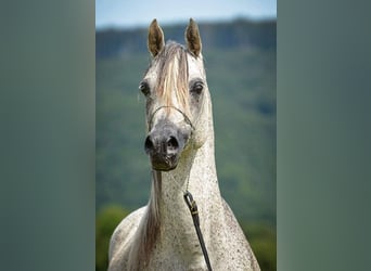 Koń czystej krwi arabskiej, Ogier, 22 lat, 148 cm, Siwa w hreczce