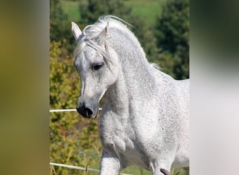 Koń czystej krwi arabskiej, Ogier, 22 lat, 148 cm, Siwa w hreczce