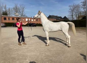 Koń czystej krwi arabskiej, Ogier, 11 lat, 160 cm, Siwa w hreczce
