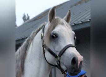 Koń czystej krwi arabskiej, Ogier, 11 lat, 160 cm, Siwa w hreczce