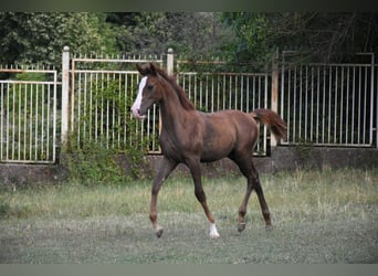 Koń czystej krwi arabskiej, Ogier, Źrebak (05/2025), 110 cm, Ciemnokasztanowata