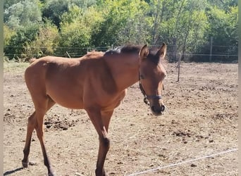 Koń czystej krwi arabskiej, Ogier, Źrebak (04/2024), 130 cm, Gniada