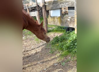 Koń czystej krwi arabskiej, Ogier, , 154 cm, Siwa w hreczce