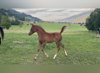 Koń czystej krwi arabskiej, Ogier, , 154 cm, Siwa w hreczce