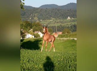Koń czystej krwi arabskiej, Ogier, Źrebak (04/2023), 155 cm, Ciemnokasztanowata