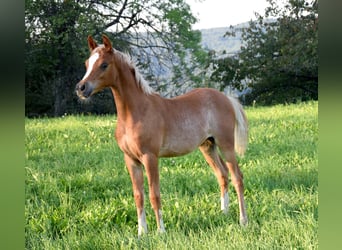 Koń czystej krwi arabskiej, Ogier, Źrebak (04/2023), 155 cm, Ciemnokasztanowata