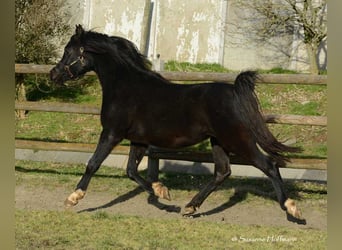 Koń czystej krwi arabskiej, Ogier, Źrebak (02/2024), 155 cm, Kara