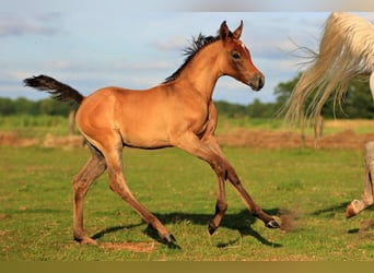 Koń czystej krwi arabskiej, Ogier, Źrebak (05/2025), 155 cm, Siwa