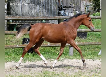 Koń czystej krwi arabskiej, Ogier, Źrebak (02/2024), 156 cm, Gniada