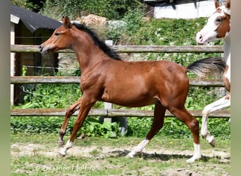 Koń czystej krwi arabskiej, Ogier, Źrebak (02/2024), 156 cm, Gniada