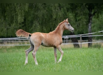 Koń czystej krwi arabskiej, Ogier, Źrebak (04/2025), 156 cm, Siwa
