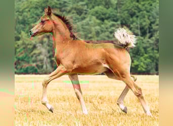 Koń czystej krwi arabskiej, Ogier, Źrebak (05/2023), 158 cm, Gniada