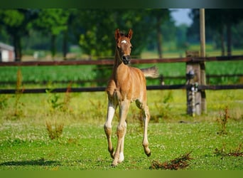 Koń czystej krwi arabskiej, Ogier, Źrebak (06/2025), Gniada