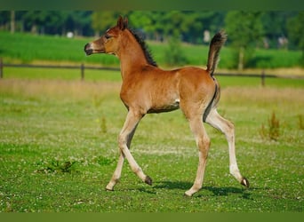 Koń czystej krwi arabskiej, Ogier, Źrebak (06/2025), Gniada