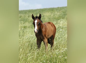 Koń czystej krwi arabskiej, Ogier, Źrebak (06/2026)