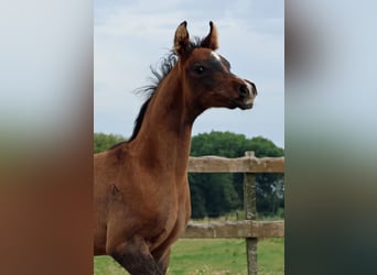 Koń czystej krwi arabskiej, Ogier, Źrebak (05/2024), Siwa jabłkowita