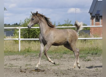 Koń czystej krwi arabskiej, Ogier, Źrebak (01/2023), Siwa