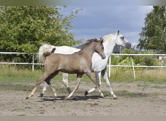 Koń czystej krwi arabskiej, Ogier, Źrebak (01/2023), Siwa