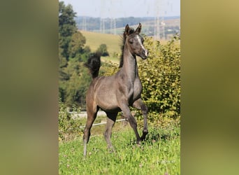 Koń czystej krwi arabskiej, Ogier, Źrebak (05/2025), Siwa