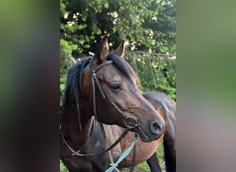 Koń czystej krwi arabskiej, Wałach, 10 lat, 159 cm, Gniada