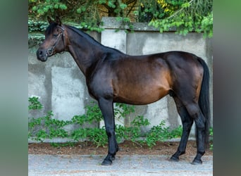 Koń czystej krwi arabskiej, Wałach, 10 lat, 159 cm, Gniada