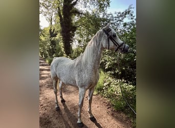 Koń czystej krwi arabskiej, Wałach, 13 lat, 155 cm, Siwa w hreczce