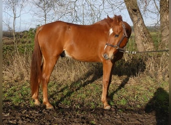 Koń czystej krwi arabskiej, Wałach, 13 lat, 158 cm