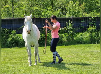 Koń czystej krwi arabskiej, Wałach, 13 lat, 162 cm, Siwa