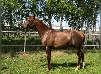 Koń czystej krwi arabskiej, Wałach, 15 lat, 151 cm, Kasztanowata