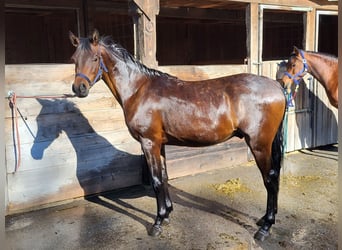 Koń czystej krwi arabskiej, Wałach, 2 lat, 153 cm, Gniada