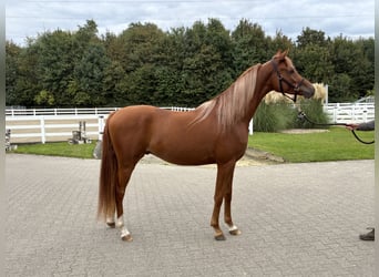 Koń czystej krwi arabskiej, Wałach, 2 lat, 154 cm, Kasztanowata