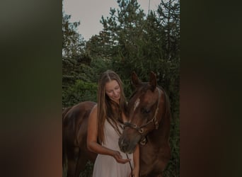 Koń czystej krwi arabskiej, Wałach, 2 lat, 157 cm, Ciemnokasztanowata