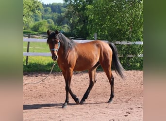 Koń czystej krwi arabskiej, Wałach, 2 lat, 157 cm, Gniada