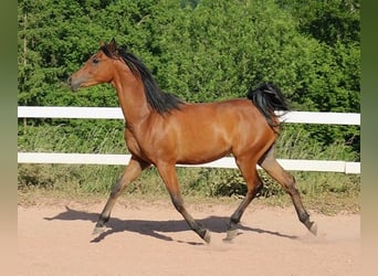 Koń czystej krwi arabskiej, Wałach, 2 lat, 157 cm, Gniada