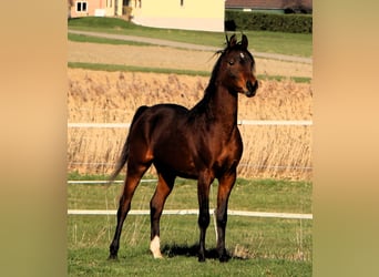 Koń czystej krwi arabskiej, Wałach, 3 lat, 155 cm, Gniada