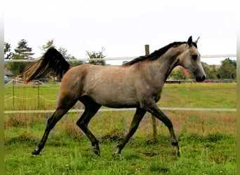 Koń czystej krwi arabskiej, Wałach, 3 lat, 159 cm, Formy Brown Falb