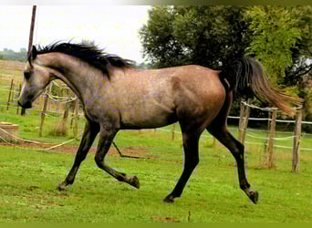 Koń czystej krwi arabskiej, Wałach, 3 lat, 159 cm, Formy Brown Falb
