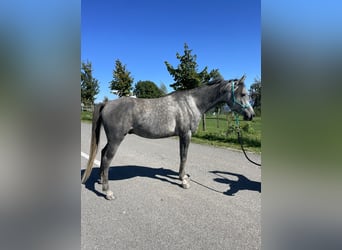Koń czystej krwi arabskiej, Wałach, 4 lat, 148 cm, Siwa