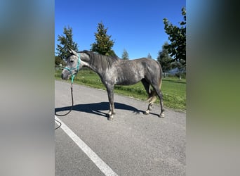 Koń czystej krwi arabskiej, Wałach, 4 lat, 148 cm, Siwa