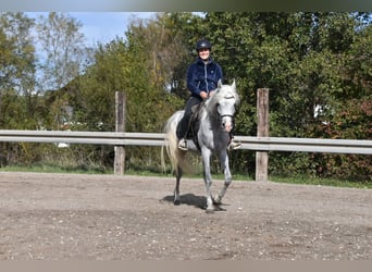 Koń czystej krwi arabskiej, Wałach, 4 lat, 150 cm, Siwa w hreczce