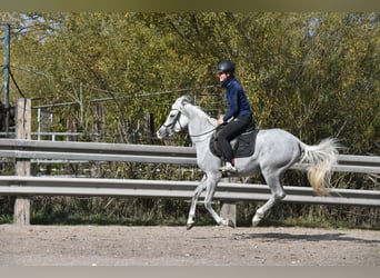 Koń czystej krwi arabskiej, Wałach, 4 lat, 150 cm, Siwa w hreczce